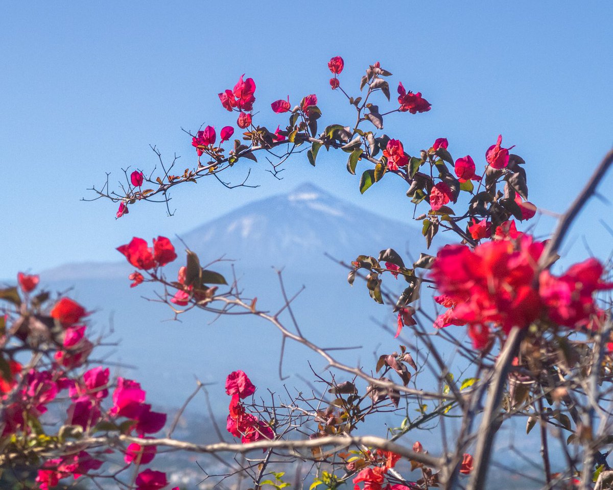 chrispowerimage's tweet photo. @muhammadljunaid El Teide, Spain’s highest mountain! Framed by flowers 💐 🖼 https://t.co/mVLhBZLMHl