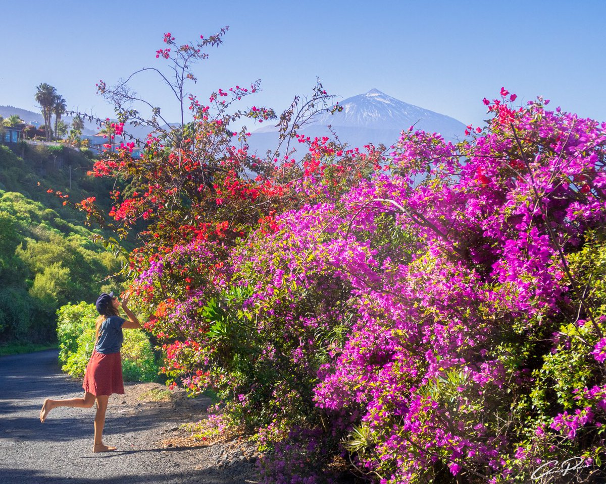chrispowerimage's tweet photo. @muhammadljunaid El Teide, Spain’s highest mountain! Framed by flowers 💐 🖼 https://t.co/mVLhBZLMHl