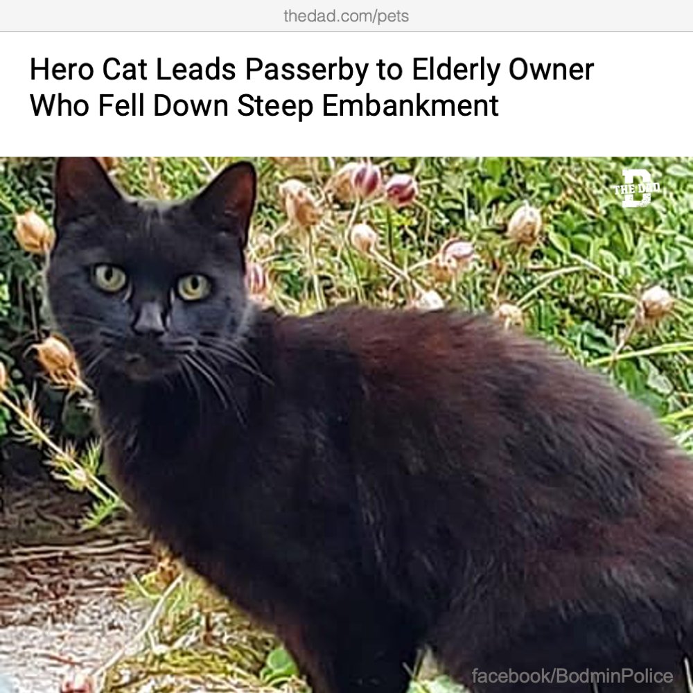 Cats, generally speaking, can be jerks, but thanks to this purrsistent fella, this story has a happy ending. Read More: thedad.com/hero-cat-helps…
