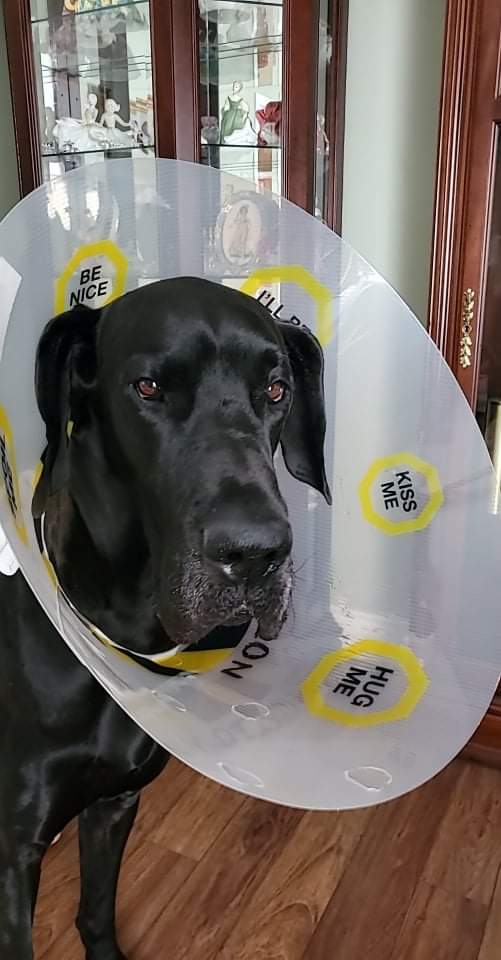 Betta_Naut's tweet photo. My big man, back from the vet! Poor guy hurt himself at the dog park and went to the vet yesterday. He's feeling a lot better but has to wear his cone when we're not around :P so cute https://t.co/pKkAvQDBs5
