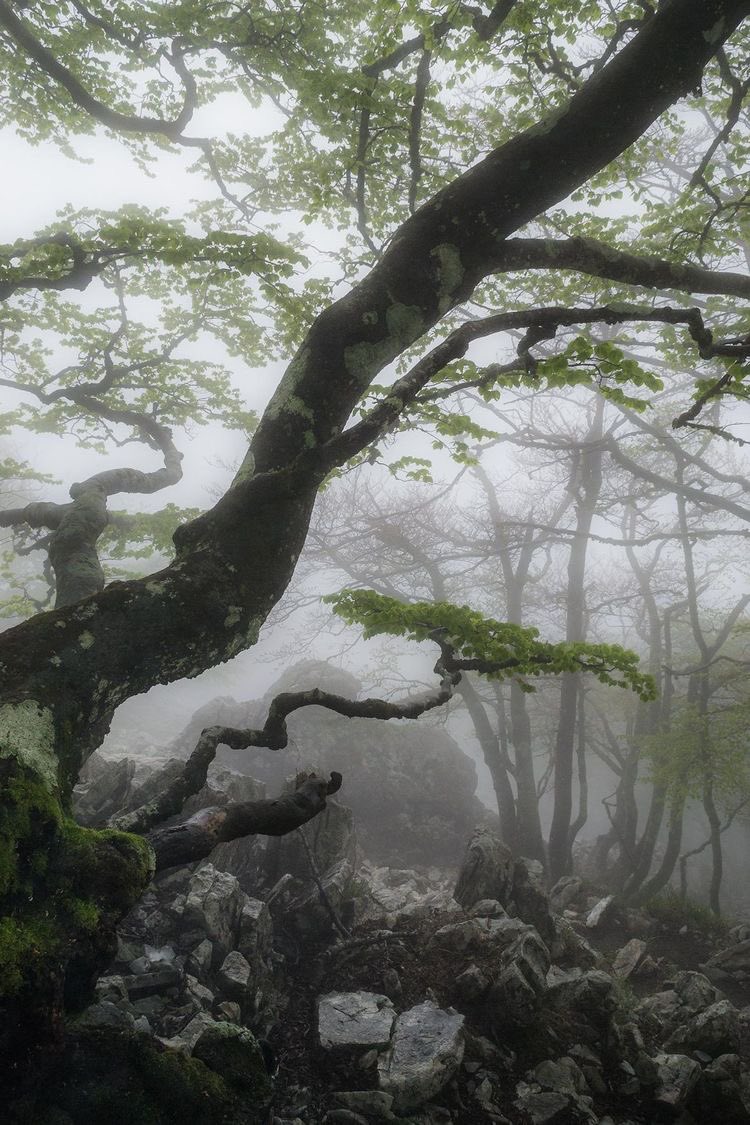 uvapocha's tweet photo. Foggy >>>>>>>> https://t.co/suyNQLfTdP