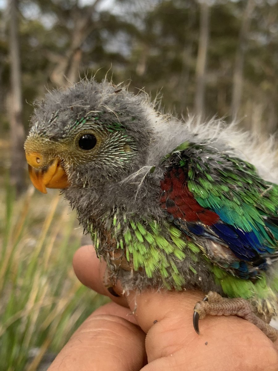 teamswiftparrot's tweet photo. Awful - first found this breeding site of swift #parrots in 2011 &amp; now much of the site has been cut down - technically this a conservation ‘success’ under the rules because they only need to ‘protect’ the individual nest tree - legal vandalism. https://t.co/5TVKTxFlb7