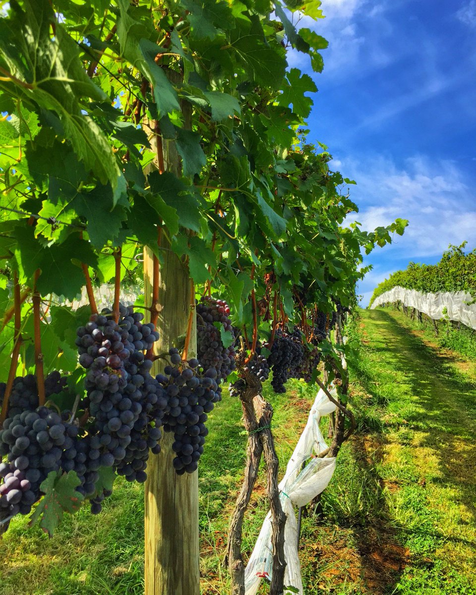 Planning a trip from Richmond?🚗Visit Charlottesville and Albemarle County for the day or the whole weekend! READ MORE: lonelyplanet.com/articles/best-…