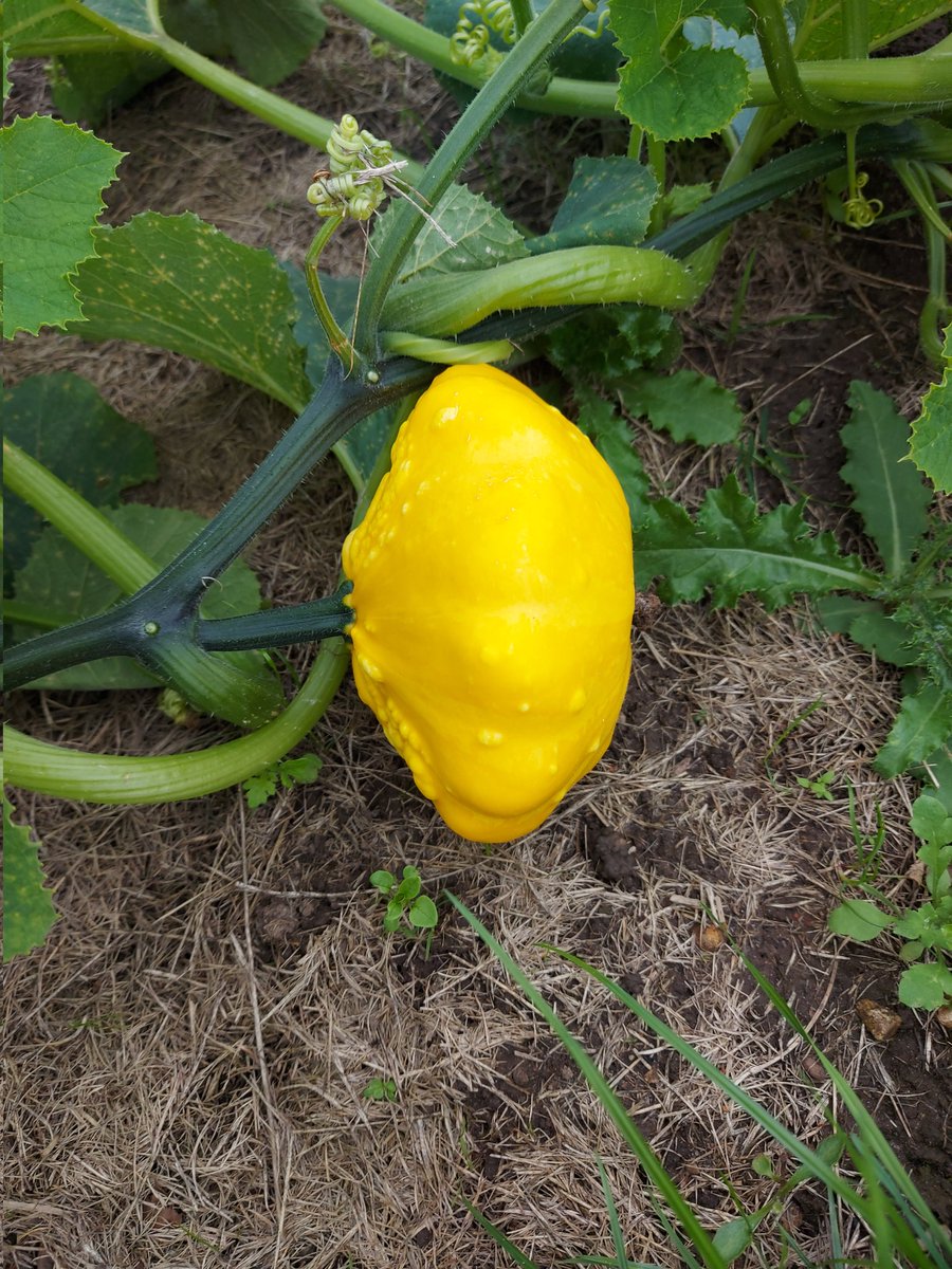 WarszawskiBlog's tweet photo. Moja największa miłość w każdym ogrodzie🧡🎃 My greatest love in every garden🧡🎃 #dyniowate #patison #dyniaozdobna #dynia #miłość #ogród #ogródbotaniczny #geopark #Kielce #cucurbits #patisson #decorativepumpkin #pumpkin #love #garden #botanicalgarden #hometown https://t.co/ZcUDfwiU41