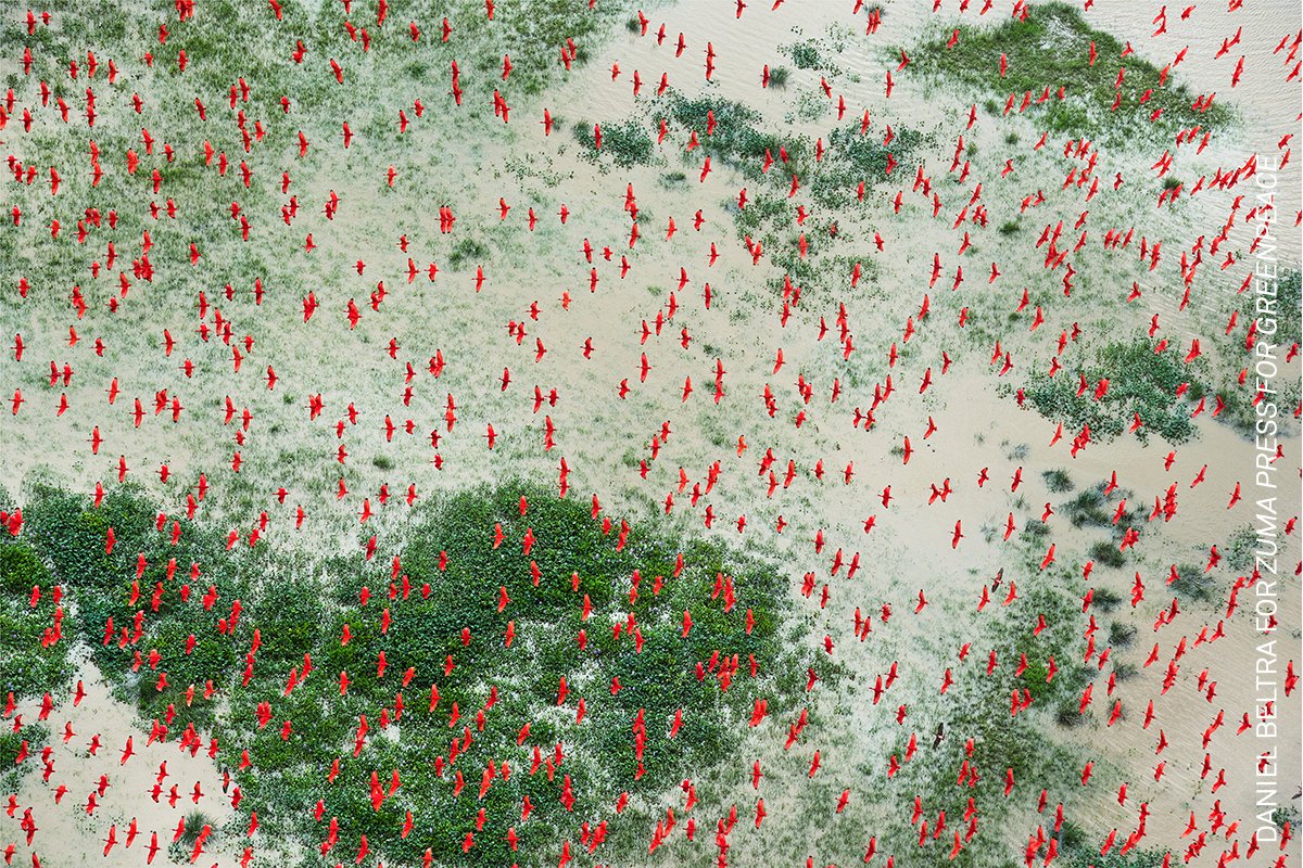 Photo of the Day | Scarlet ibises fly above flooded lowlands, near Bom Amigo, Amapá, Brazilian Amazon. From #WPPh2018 awarded ‘Amazon: Paradise Threatened.’ See the full story by Daniel Beltra (<a href="/BeltraStudio/">Daniel Beltrá Studio</a>): bit.ly/3sQpZgp