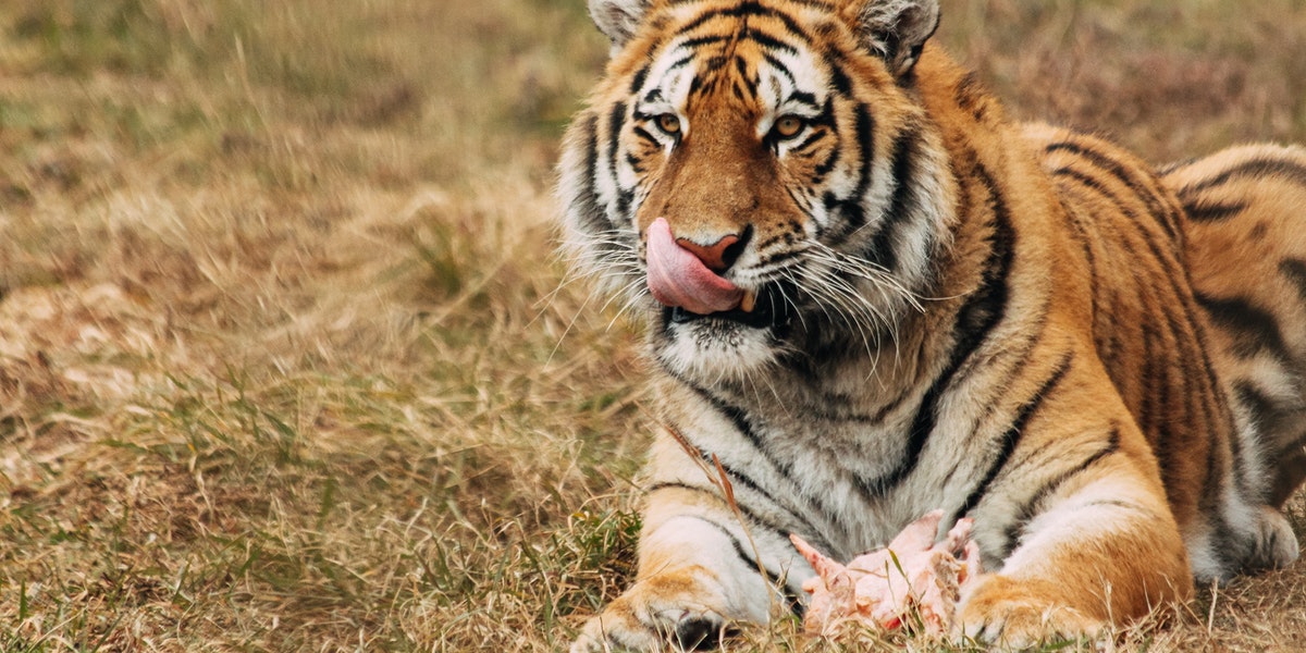 Глава тигра. Глава тигр. Тигр морда. Голова тигра фото. Много тигров.