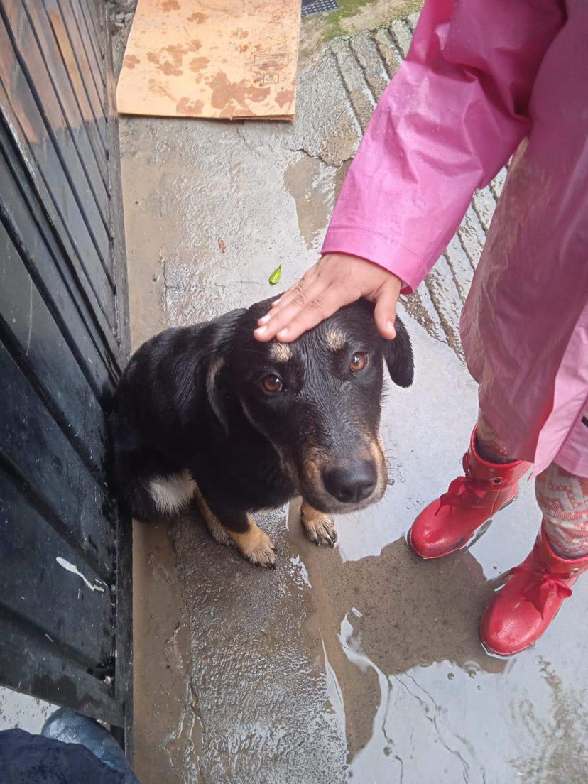 Busca a su familia 🐶

Hola, buen día, este perrito se encuentra vagando desde las 6:39 am, por El Mirador, parece estar perdido, podrían ayudarme a compartir?