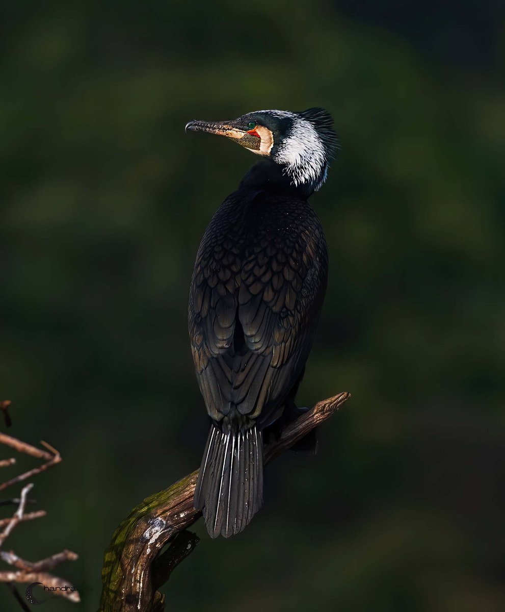 Large cormorant (Phalacrocorax carbo) in breeding plumage.
Bhadra tiger reserve 
August 2021
#TribeIndiAves #indiaves #birdphotography #ThePhotoHour #BirdsSeenIn2021 #NifHive #natureinfocus @Avibase