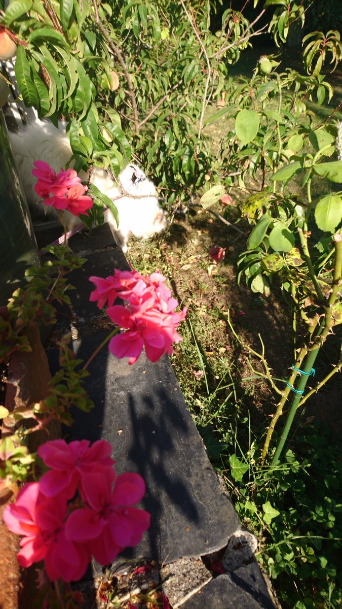 Riva_the_birman's tweet photo. Hi furriends ! 😘
<🚨 breaking mews 🚨 > during my daily peach tree inspection a peach falled on the ground #guiltykitty 🙀.. Let's hope it will maturate at home
#CatsOfTwitter #CatsOnTwitter #cats #Thursday https://t.co/swYayixazK