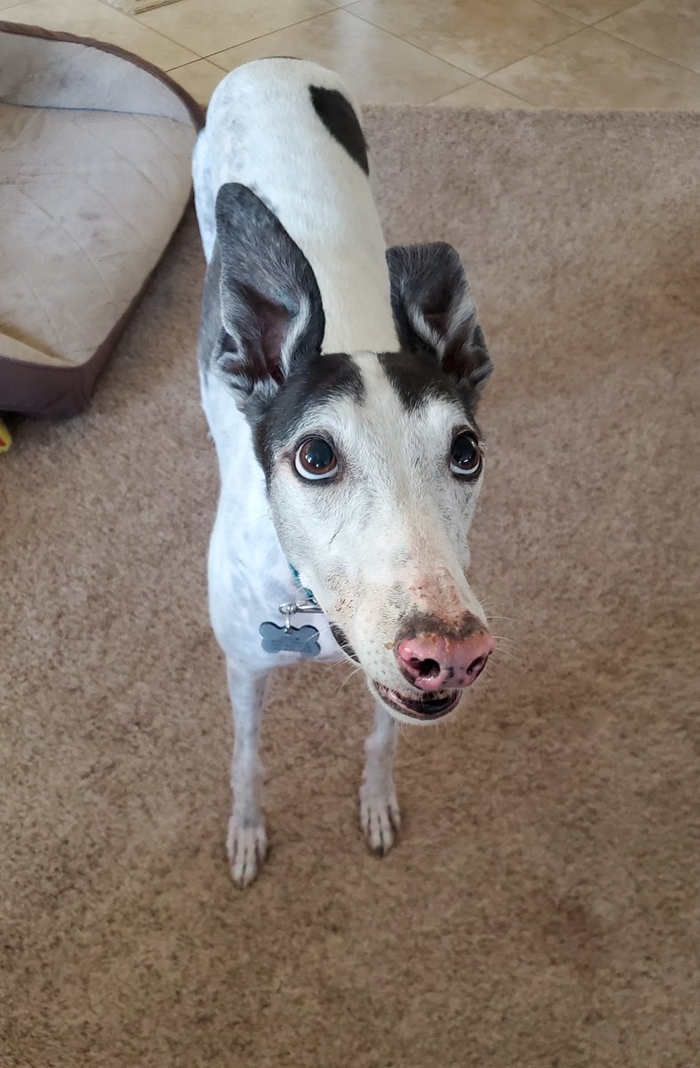 Beagle Freedom Project tweet media