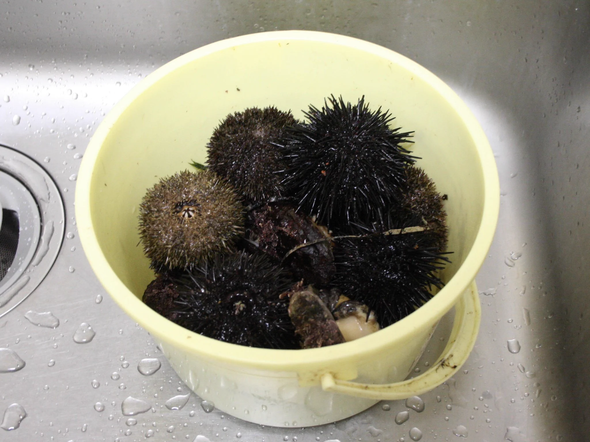 @tsukiji_Mom @logipara_wata 毎年夏、ウニ漁の解禁日に、バケツいっぱいにいただいてたやつは、天然物の中でもかなり美味しい部類だったのかな。ありがたやー
瓶詰めでもらっても全然美味しい。今夏は3本ゲット。 