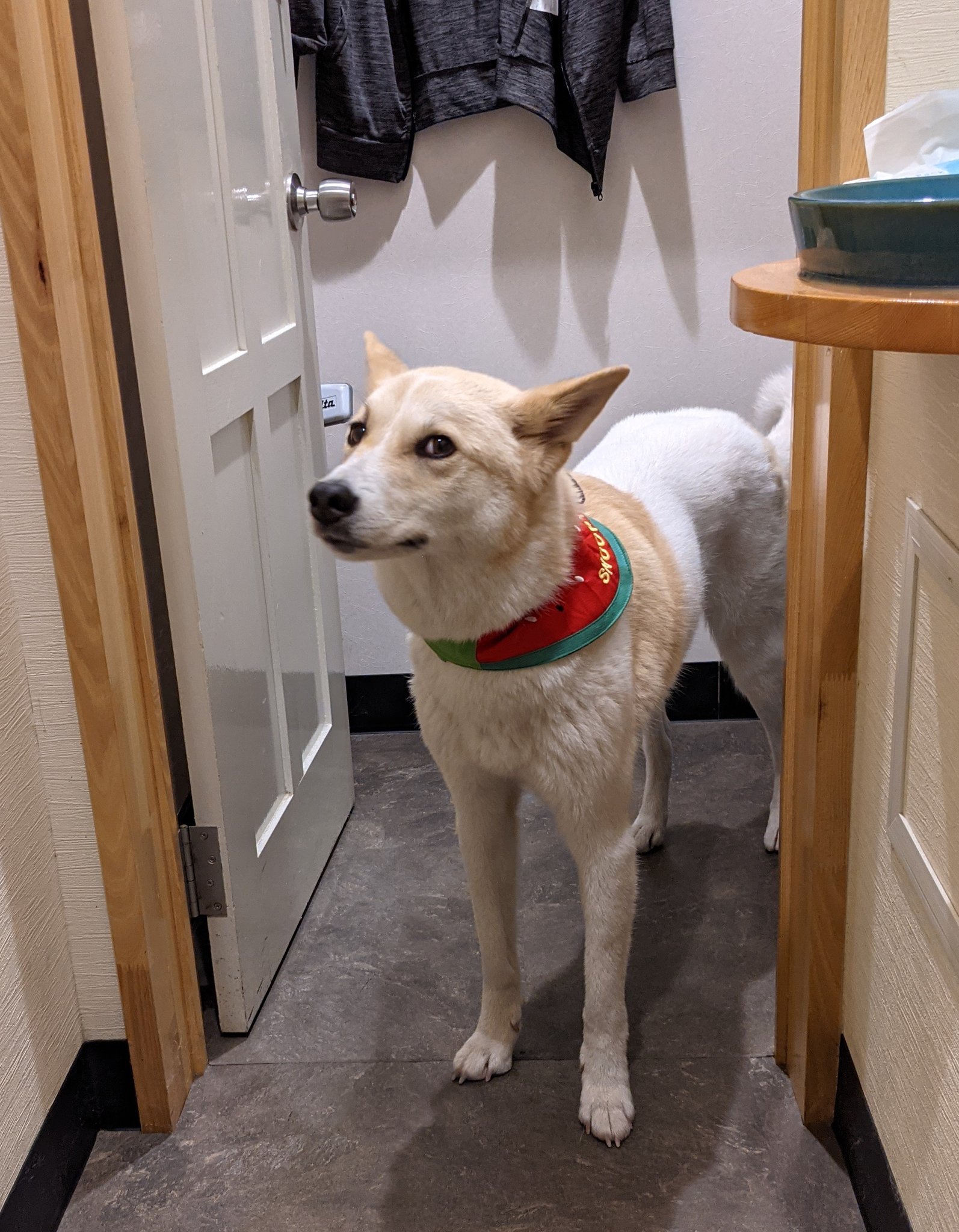 雑種犬ムギ あさんぽまだ ストーカー犬 T Co Qh0lc98ldw Twitter