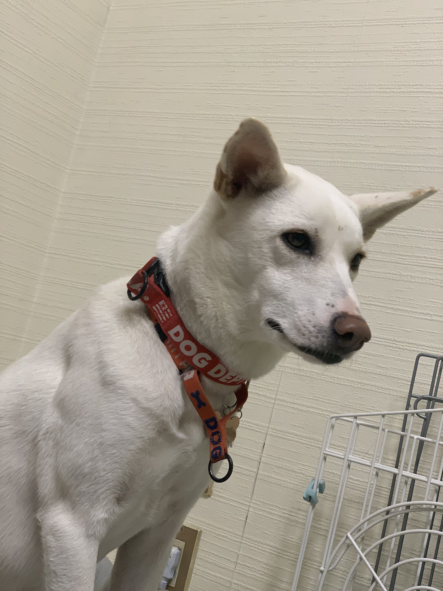 双葉 大阪府迷子犬探してます 迷子犬 双葉を捜索してます 箕面市粟生間谷が最後の目撃場所です かなりガリガリ だったらしくそれほど遠くに移動してないと思うのですが 白い犬 迷子犬 痩せてる ガリガリ 首輪無し 箕面市 粟生間谷 立ち耳