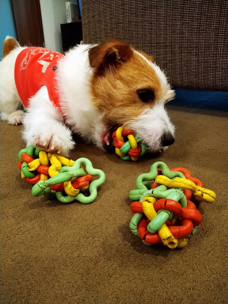 patch43226189's tweet photo. @norikoMvoice このボールが好き過ぎて(他のおもちゃにはほとんど興味を示さず)、実は5個目です😂 https://t.co/w7pruBGZ4q