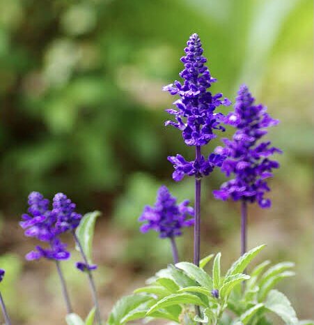 Maryysoulis Maryysoulis Twitter