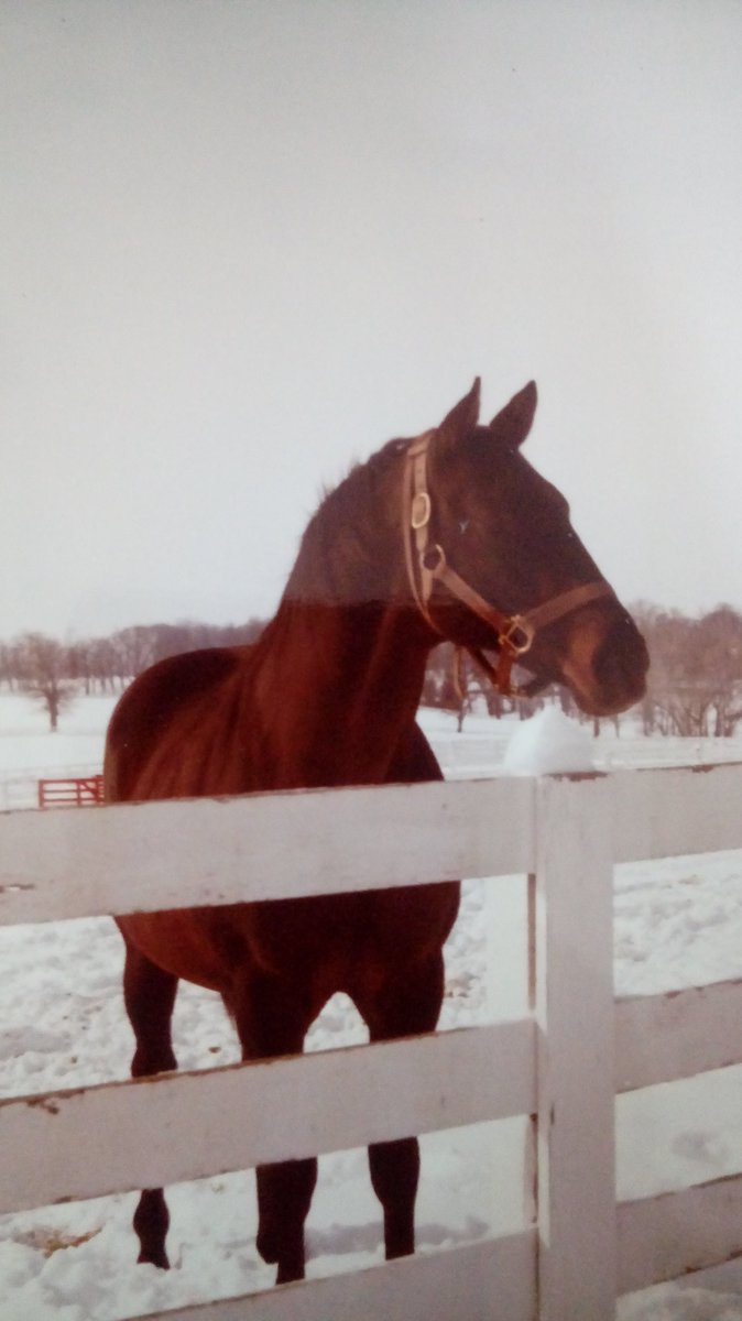 HORSERACING1002's tweet photo. BEST TURN (TURN TO)
#BestTurn @CalumetFarm https://t.co/OScECxo2Ia