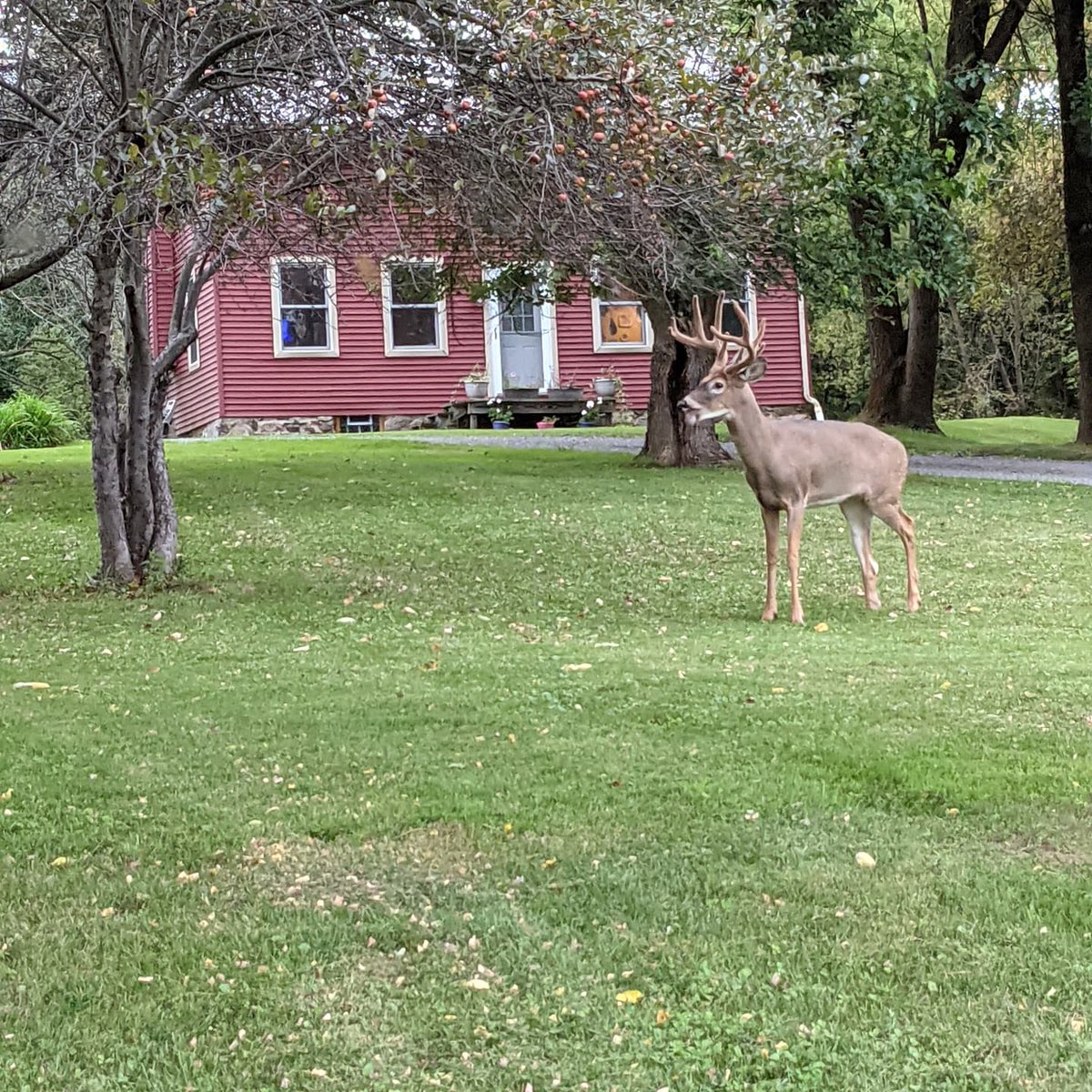 It looks like I wasn't the only one out canvassing tonight! Spotted off of Carter road. I've always felt one of the wonderful things about our town is it's abundant wildlife.