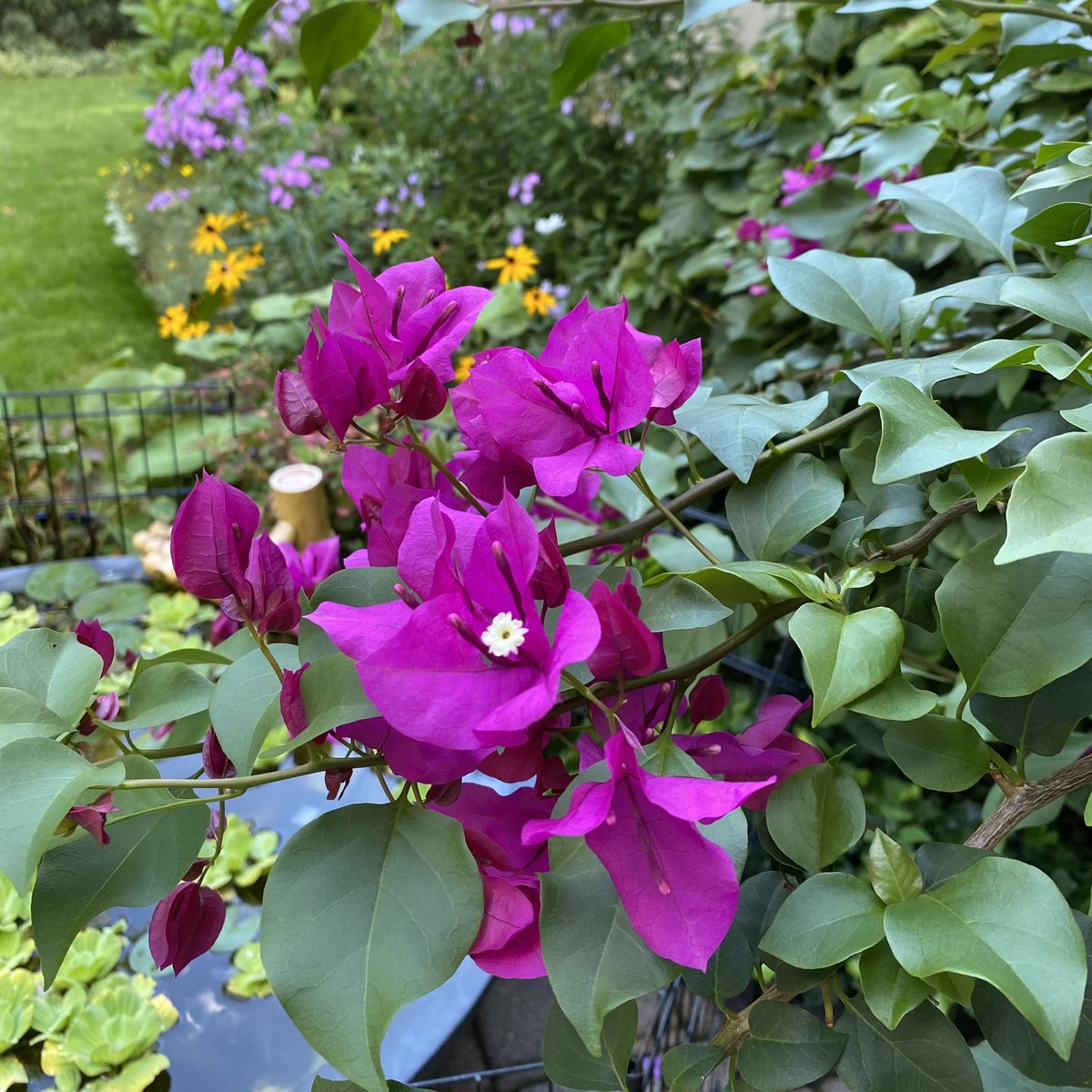 Joe Waters 😈😇 tweet media