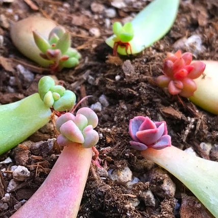 Do you have a #fairygarden, #gnomegarden, or #terrarium? Our petals are exactly what you should be considering for your display. Plus, who doesn't like a mini succulent, they are the cutest things in the world. 🧚