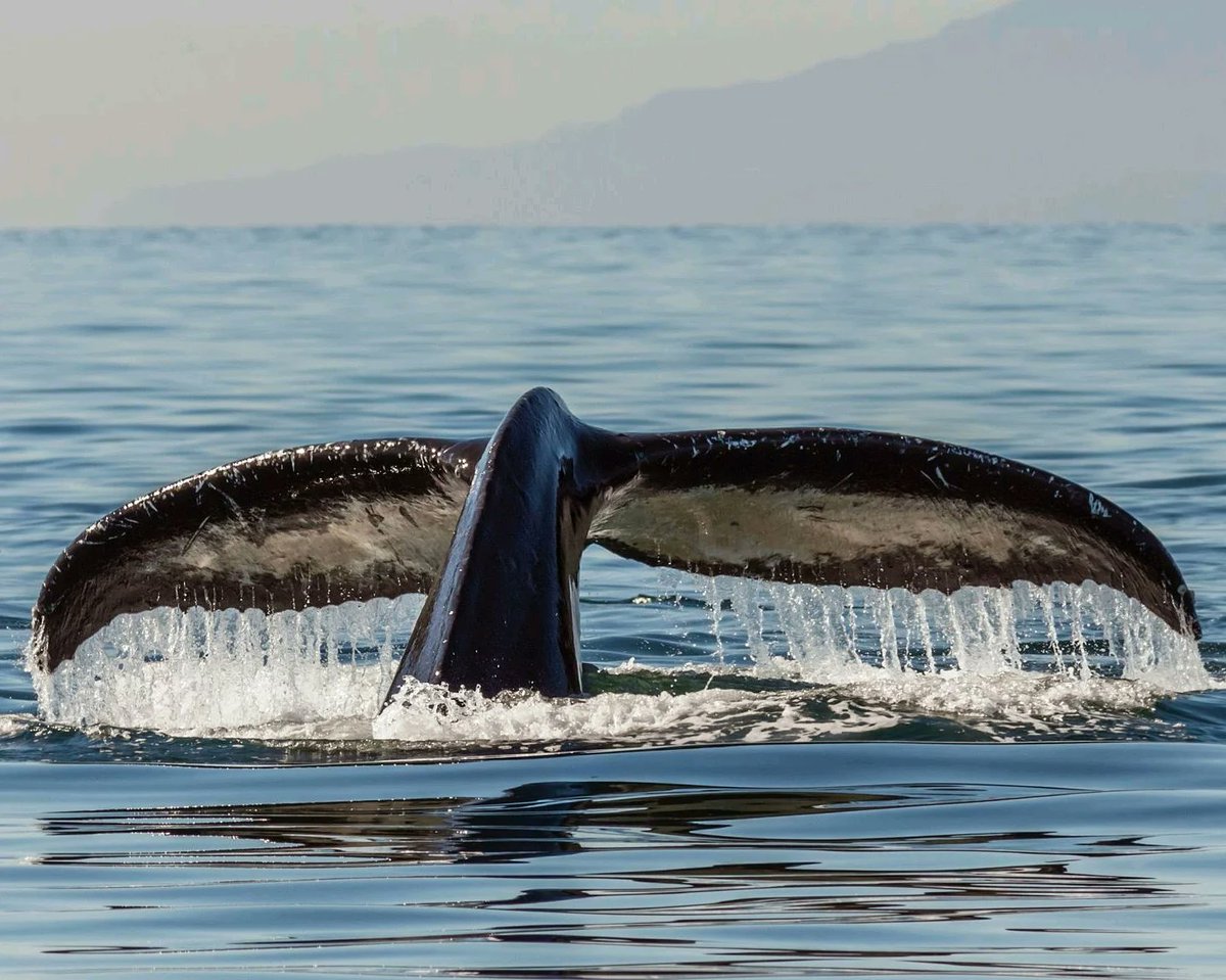 Niet alleen bomen, maar ook walvissen spelen een bijzondere rol in onze strijd tegen klimaatverandering. Ze nemen namelijk CO2 op uit de atmosfeer. Lees mijn artikel lnkd.in/dFDkPExt

#klimaatverandering #CO2reductie #Walvissen #onderzoek #journalistiek #journalist