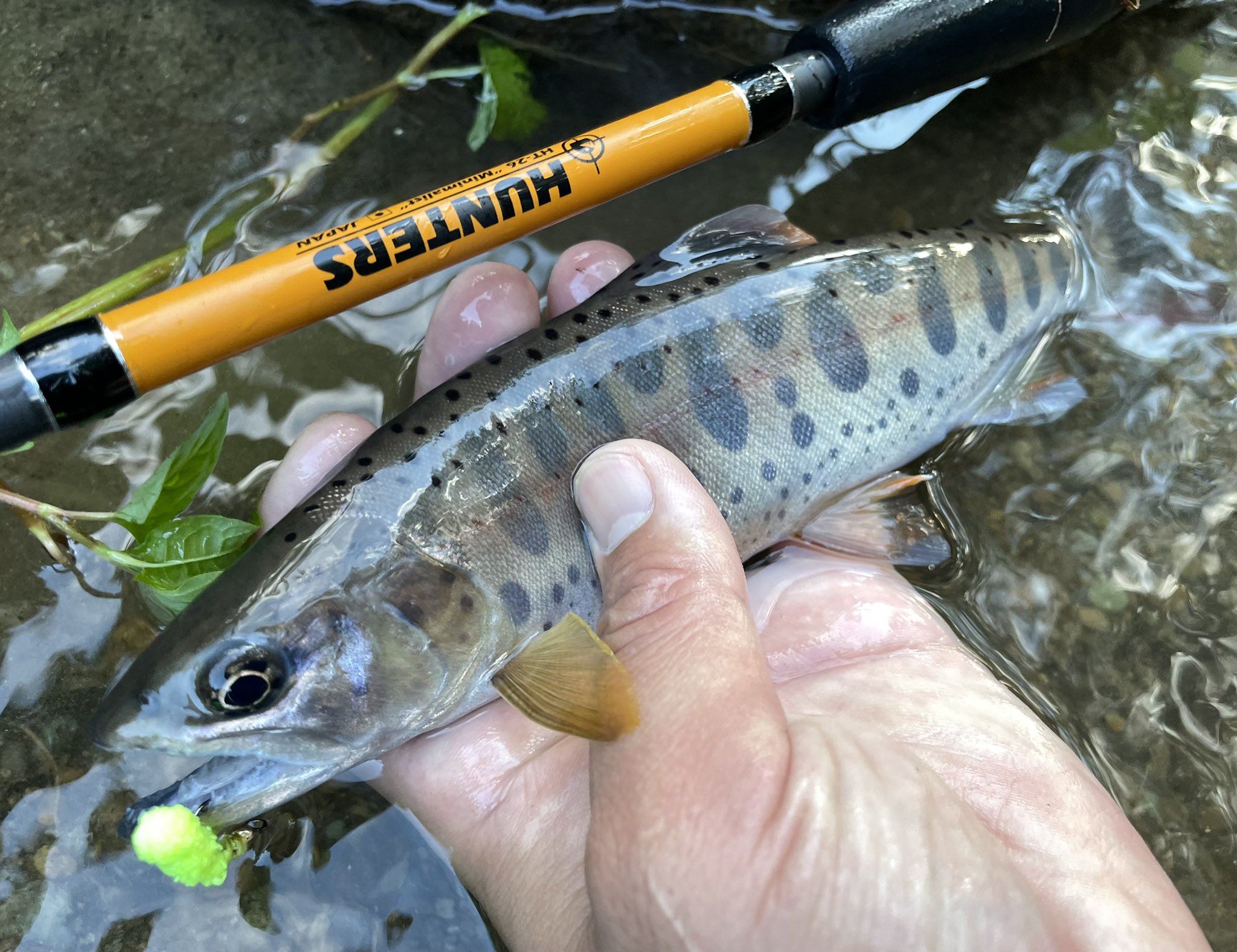 小塚拓矢 金曜日はフライデー 本日の朝練はfly 毛鉤 縛りで三大渓魚をコンプリート 進化型 渓流ビッグベイト お風呂マット Ht 26 による我流 テンカラ 近々動画で紹介できたらな サルナシまだ酸っぱいw T Co 7l4eay2luj Twitter