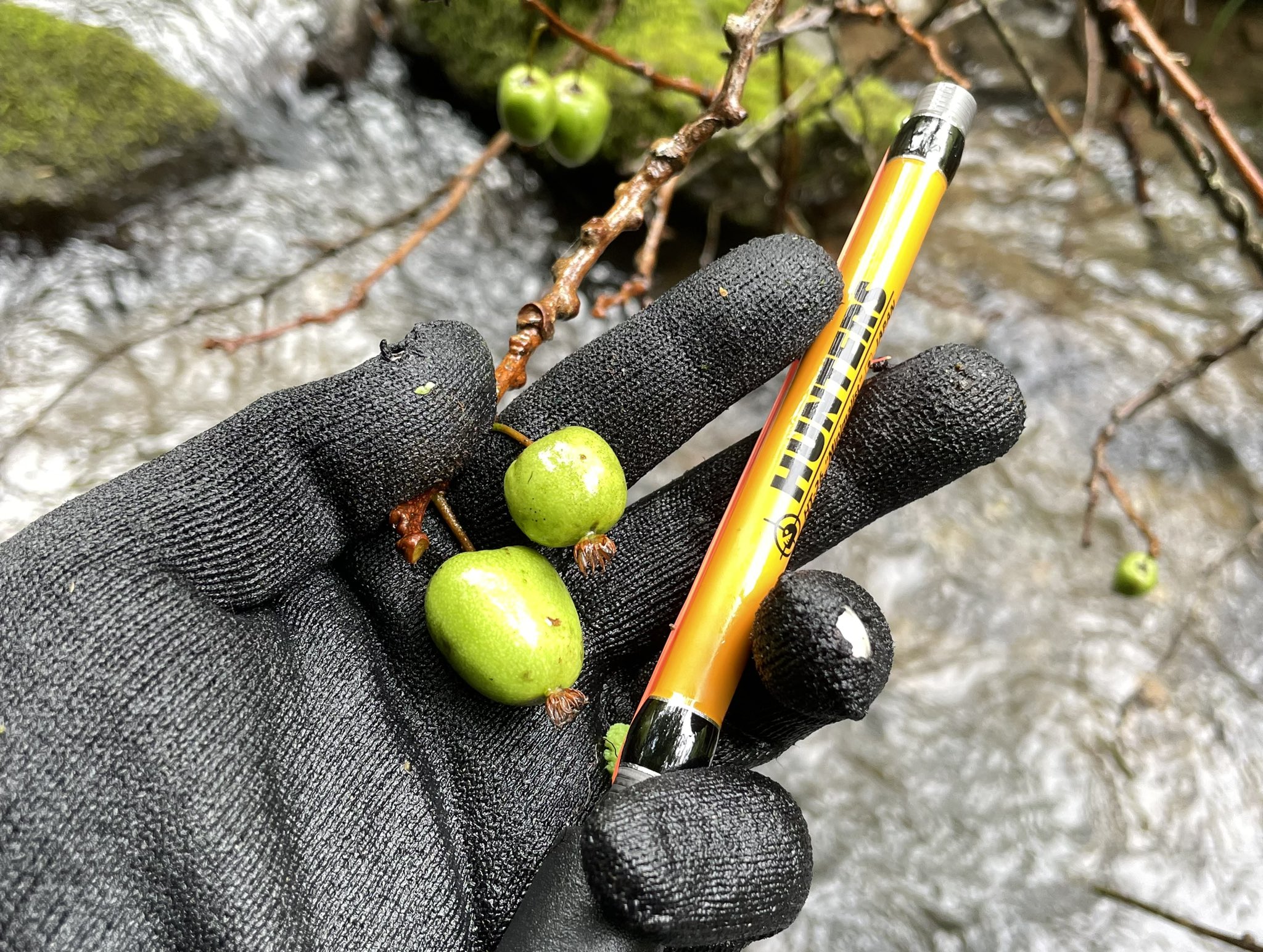 小塚拓矢 金曜日はフライデー 本日の朝練はfly 毛鉤 縛りで三大渓魚をコンプリート 進化型 渓流ビッグベイト お風呂マット Ht 26 による我流 テンカラ 近々動画で紹介できたらな サルナシまだ酸っぱいw T Co 7l4eay2luj Twitter