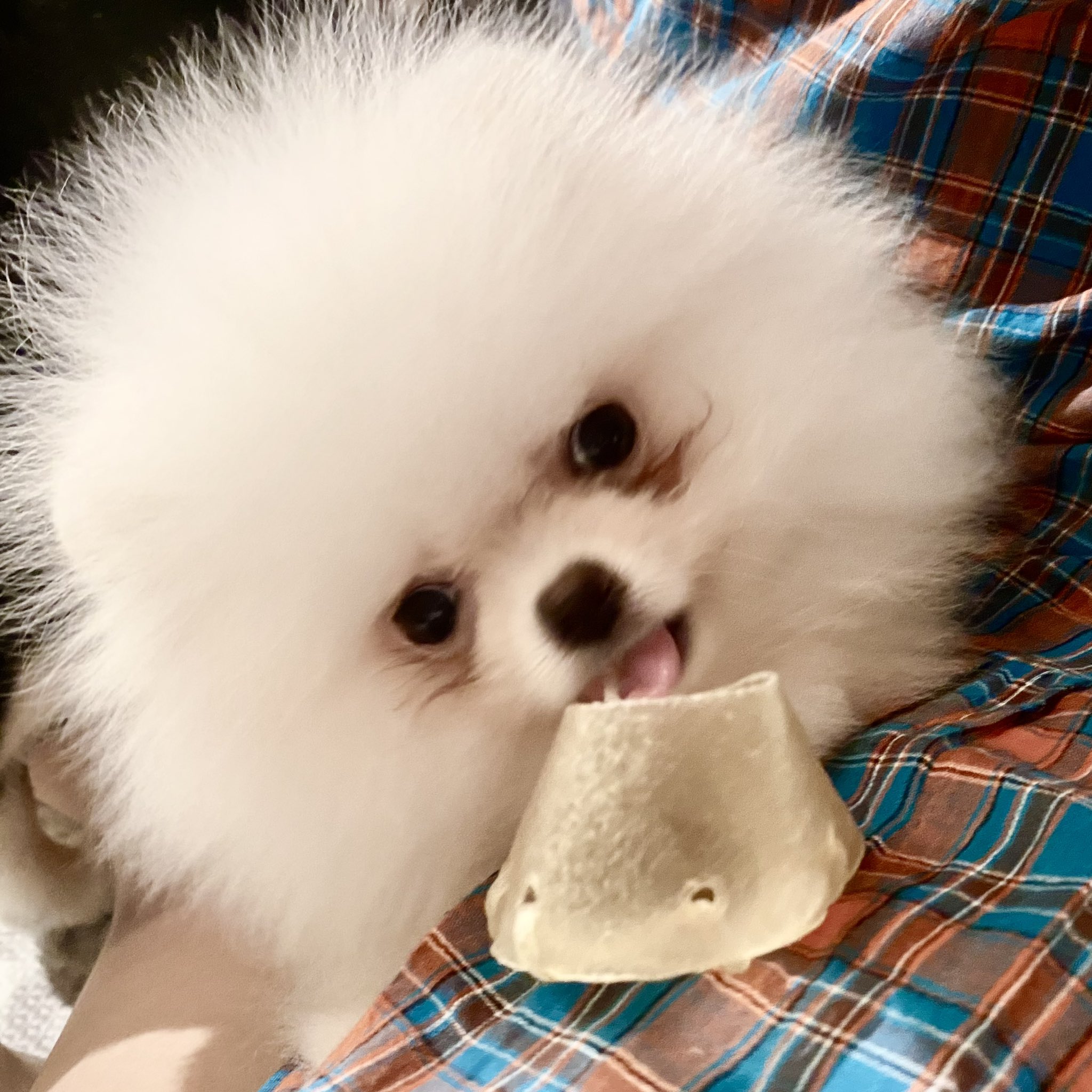 ポメラニアン赤ちゃん Twitter Search Twitter