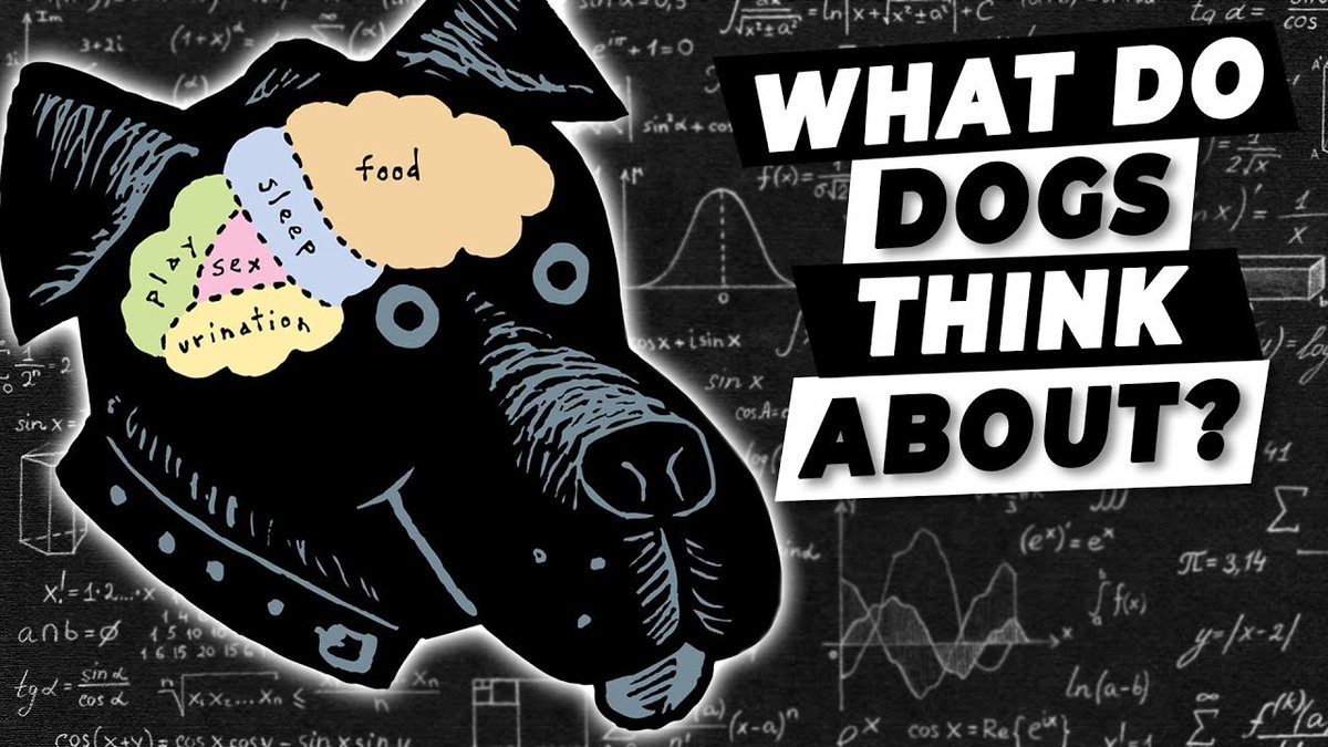 I'm often asked if dogs miss their mom, or their brothers and sisters. What if they were reunited one day? Would they actually be able to recognize each other?

The #UltimatePetNutrition team and I made a great video all about it. 
l8r.it/47vb

 <a href="/ultpetnutrition/">Ultimate Pet Nutrition</a> #Dogs