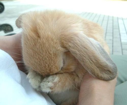 Bunnies (@rabbiteveryhour) on Twitter photo 