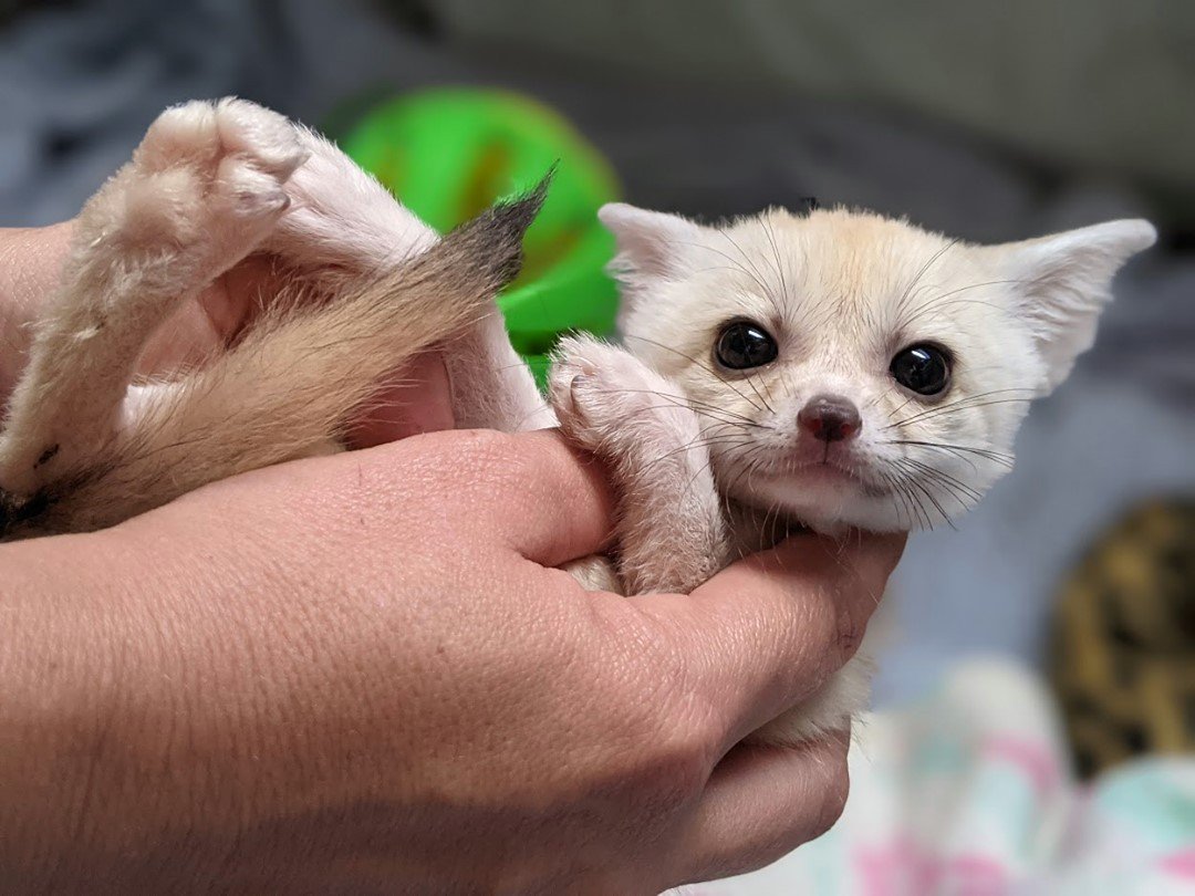 FennecsDaily's tweet photo. https://t.co/fM7eYG3b4S