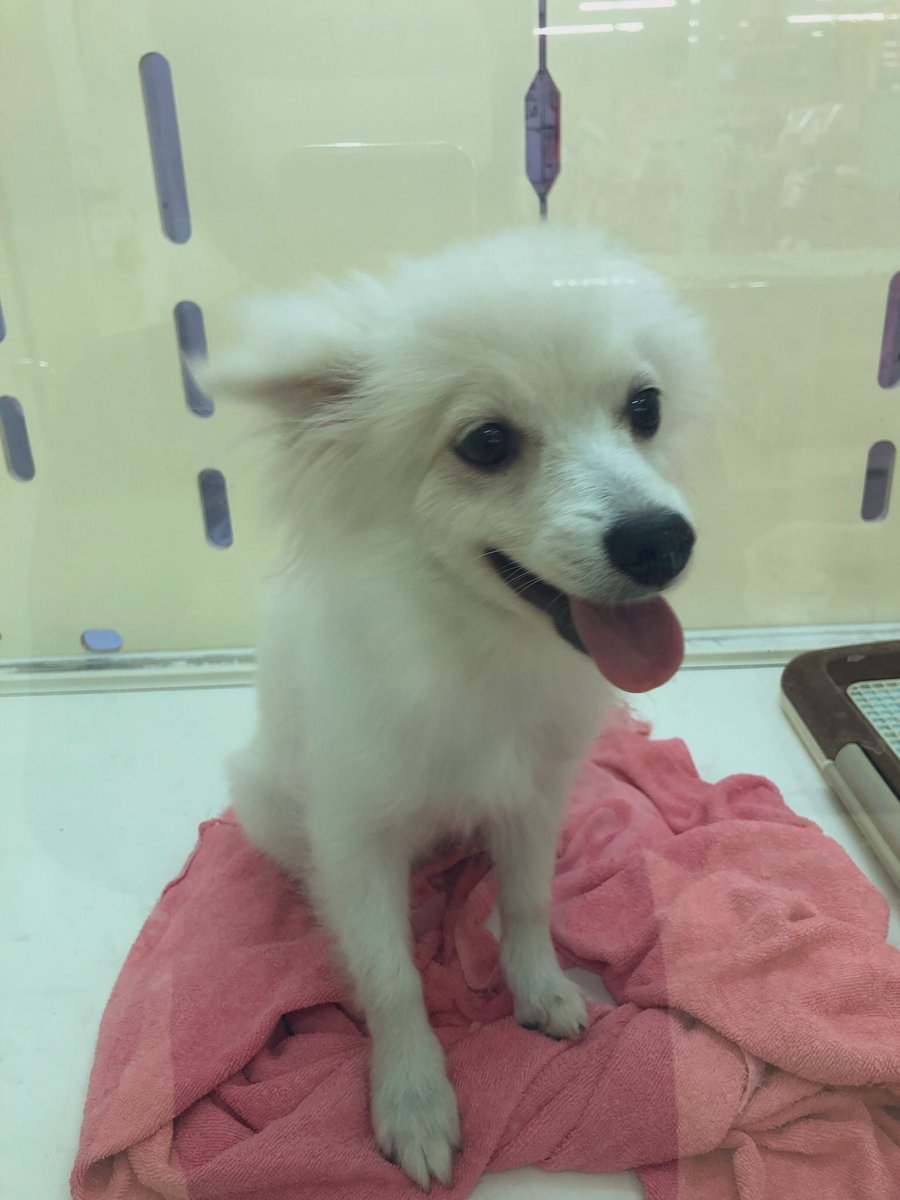 アミーゴ米沢店 犬猫生体部 V Twitter みなさんこんにちは 9月最初のアミーゴポイント3倍デーがやってまいりました 愛犬 愛猫のグッズを購入するも良し をお迎えするにもオススメの日です 今日のめんごちゃん ハーフ犬 ポメラニアン チワワ 耳を アミーゴ米沢店 犬猫生体部 V Twitter みなさんこんにちは 9月最初のアミーゴポイント3倍デーがやってまいりました 愛犬 愛猫のグッズを購入するも良し をお迎えするにもオススメの日です 今日のめんごちゃん ハーフ犬 ポメラニアン チワワ 耳を