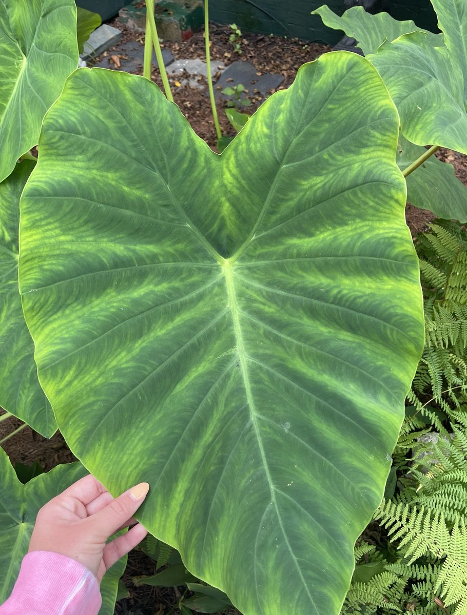 _____caz's tweet photo. Visiting my grandmas is a beautiful affair 🌿 https://t.co/Nh20uvPU0W