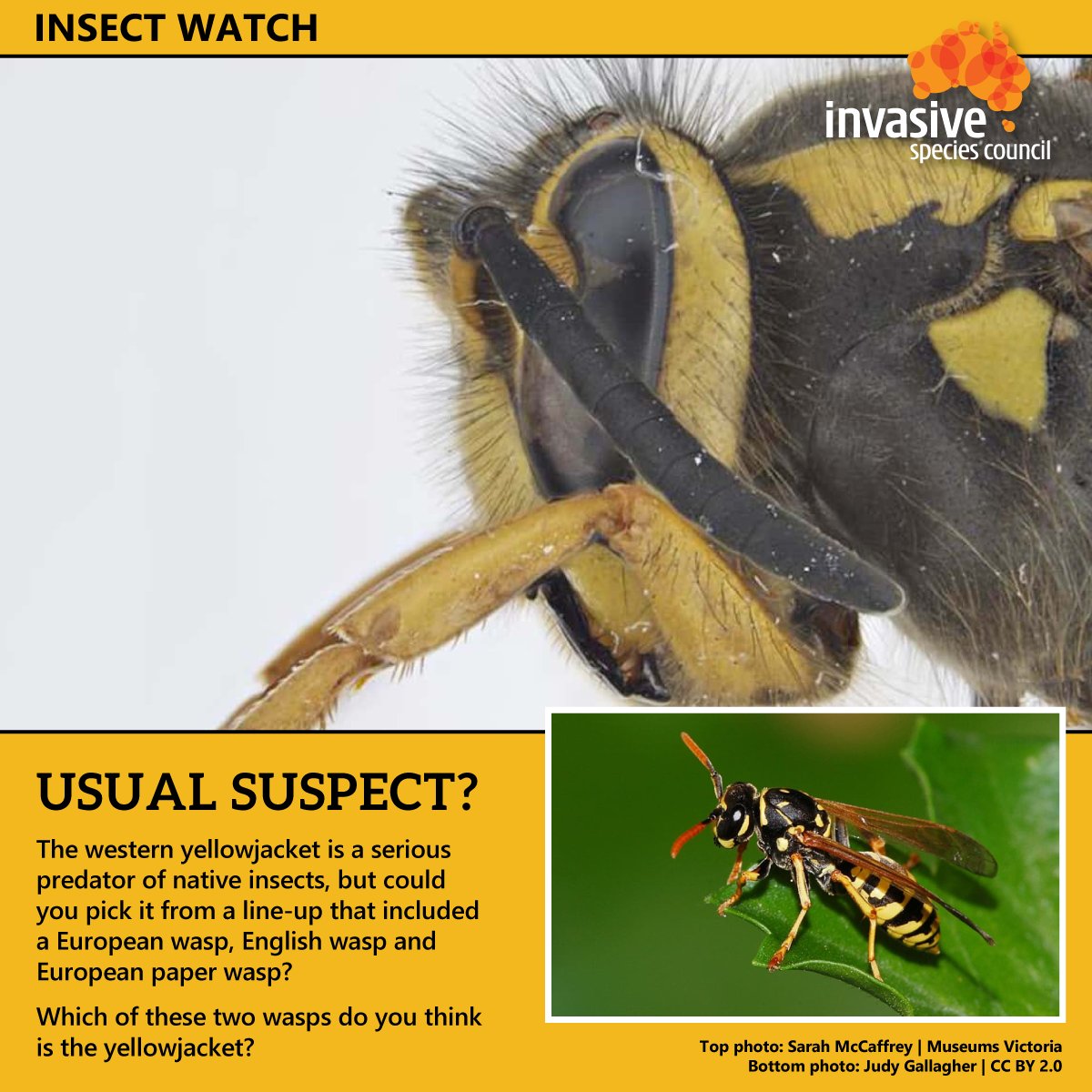 ISCAustralia's tweet photo. The western yellowjacket can't resist sweet foods and meats. If it gets into Australia you can add it to our list of serious BBQ stoppers!
It's an insect invader we don't want in Australia.
#InsectWatch: https://t.co/66gjipuQMY
@planthealthaust @CentreInvasives @AHA_au https://t.co/uil21kwopa