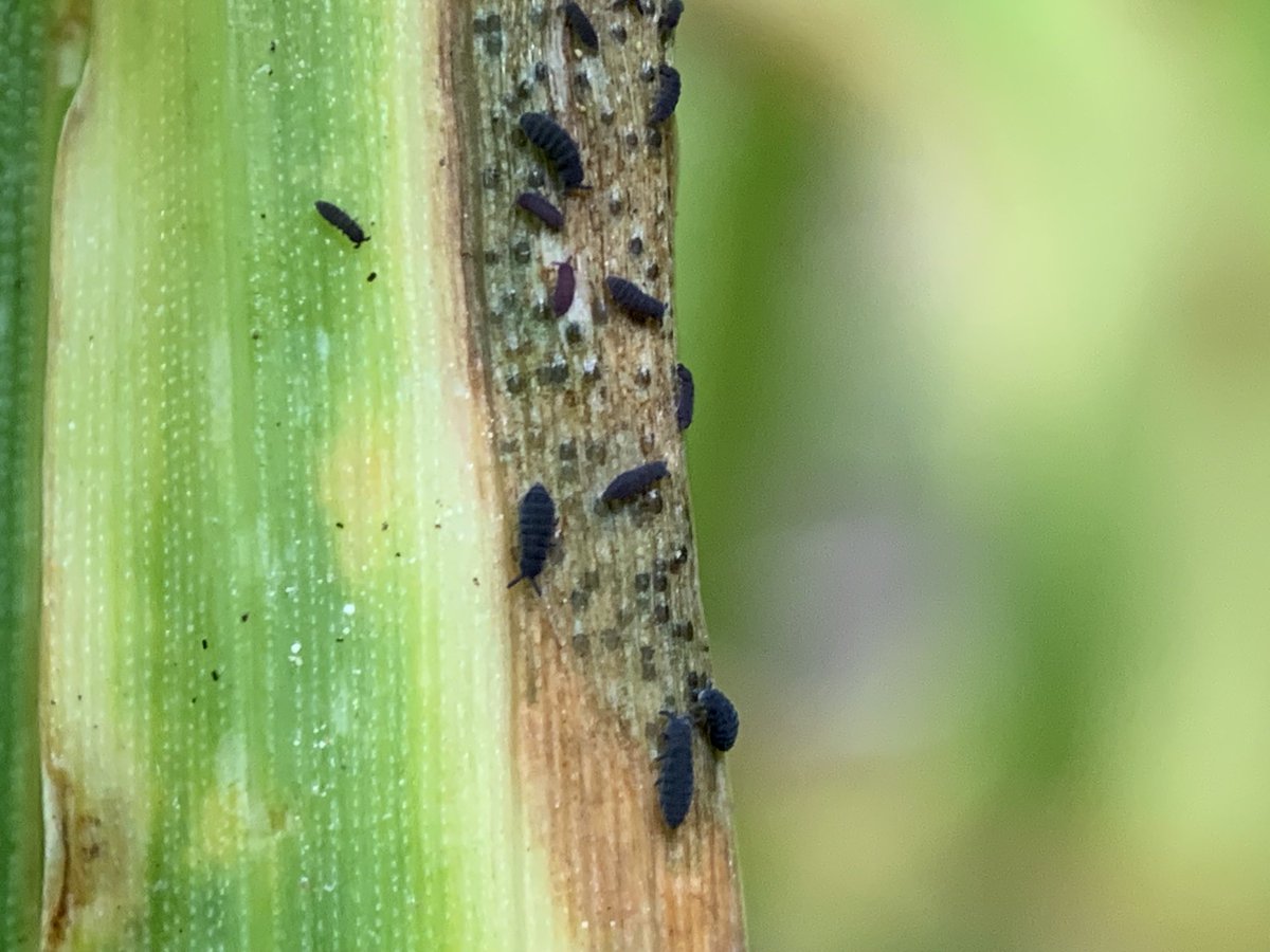 These spring tails could wait until we reap the crop to starting decomposing it 🤦‍♂️. #septoria #wheat #springtail