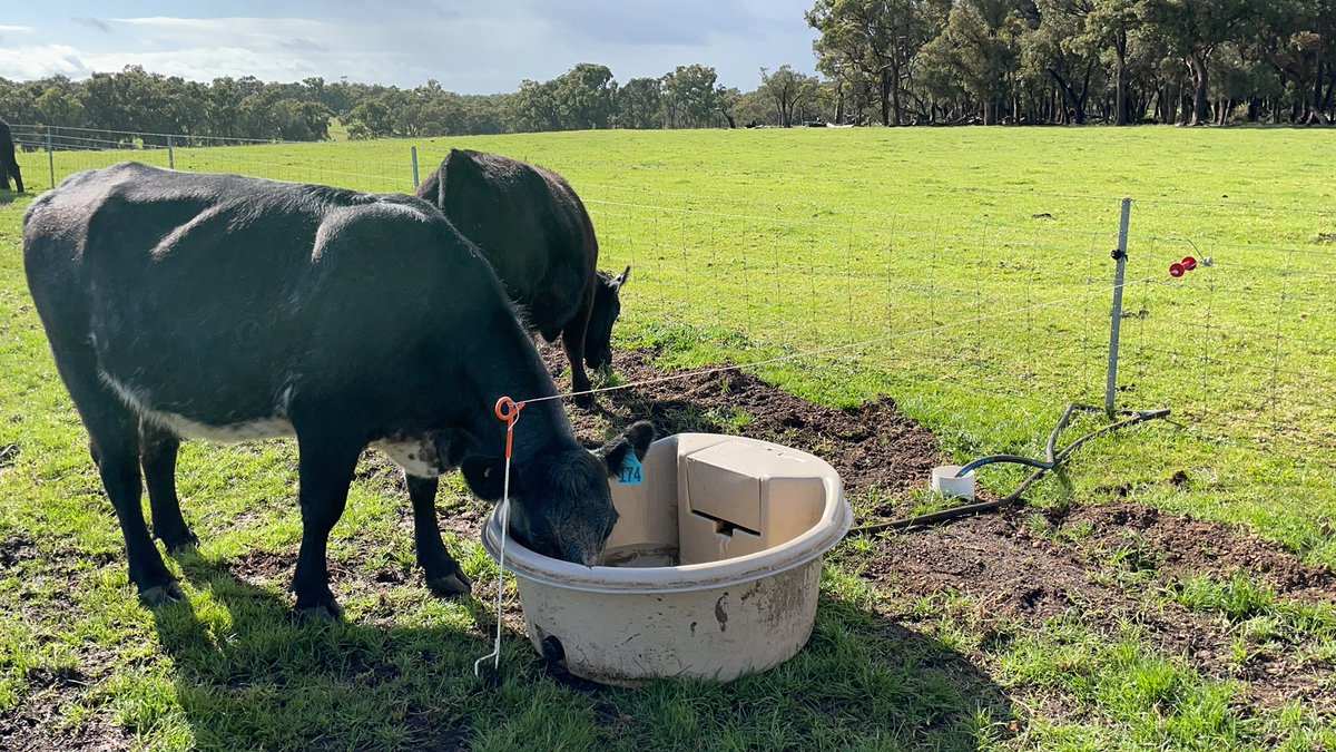 DobbeEric's tweet image. New movable trough system across the farm going to really improve grazing management. In laneway today to fill up on roughage before rotation starts