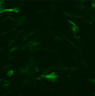 BioLens_Cells's tweet image. Good morning everyone!