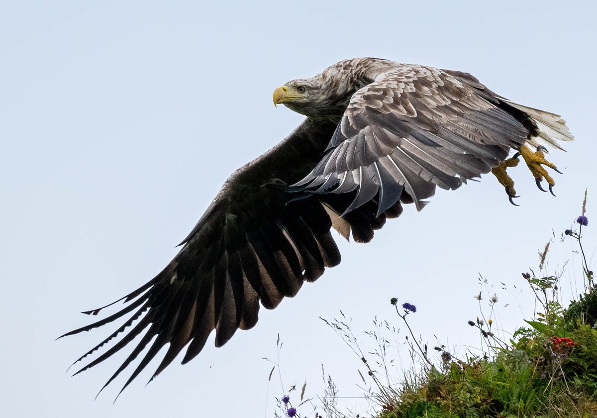 A White-Tailed Eagle on its way to cause havoc amongst a flock of scavenging gulls! #TwitterNatureCommunity #BirdsSeenIn2021 #Eagles #birdphotography #birdwatching #BirdsOfPrey #VisitScotland #outerhebrides