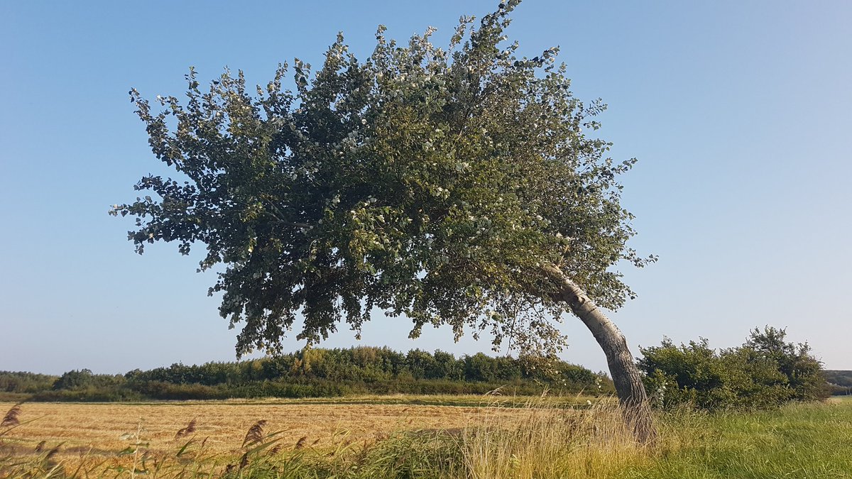 Goedemorgen twitteraars, de natuur biedt ons soms prachtige beelden met een eigen verhaal. 
Neem nou deze boom die jarenlang gebukt ging onder de overheersende westenwind aan zee in de buurt van #Zoutelande. 
Speciaal voor deze #terugvolgvrijdag. 
Fijne 🌞 dag allemaal.