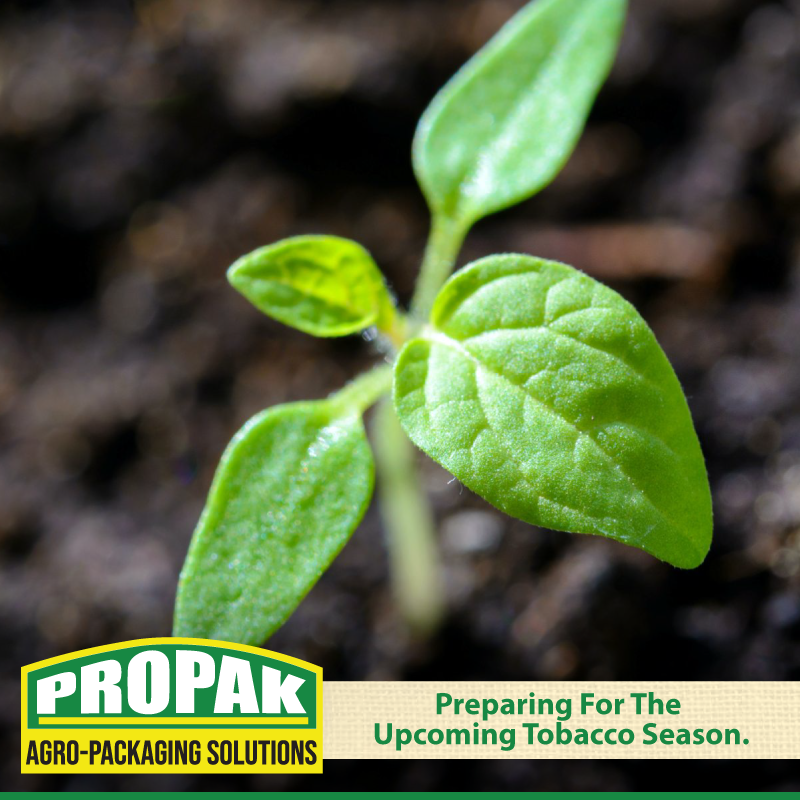 PropakHessian's tweet photo. Preparing For The Upcoming Tobacco Season.

The month of September is  characterized by Seedbed management, hardening and clipping where necessary , Land preparation and ridging for all tobacco farmers.

Source: https://t.co/Lwe7GKZCIE

#Propakhessian
#landpreparation https://t.co/Mj9fawvfWF