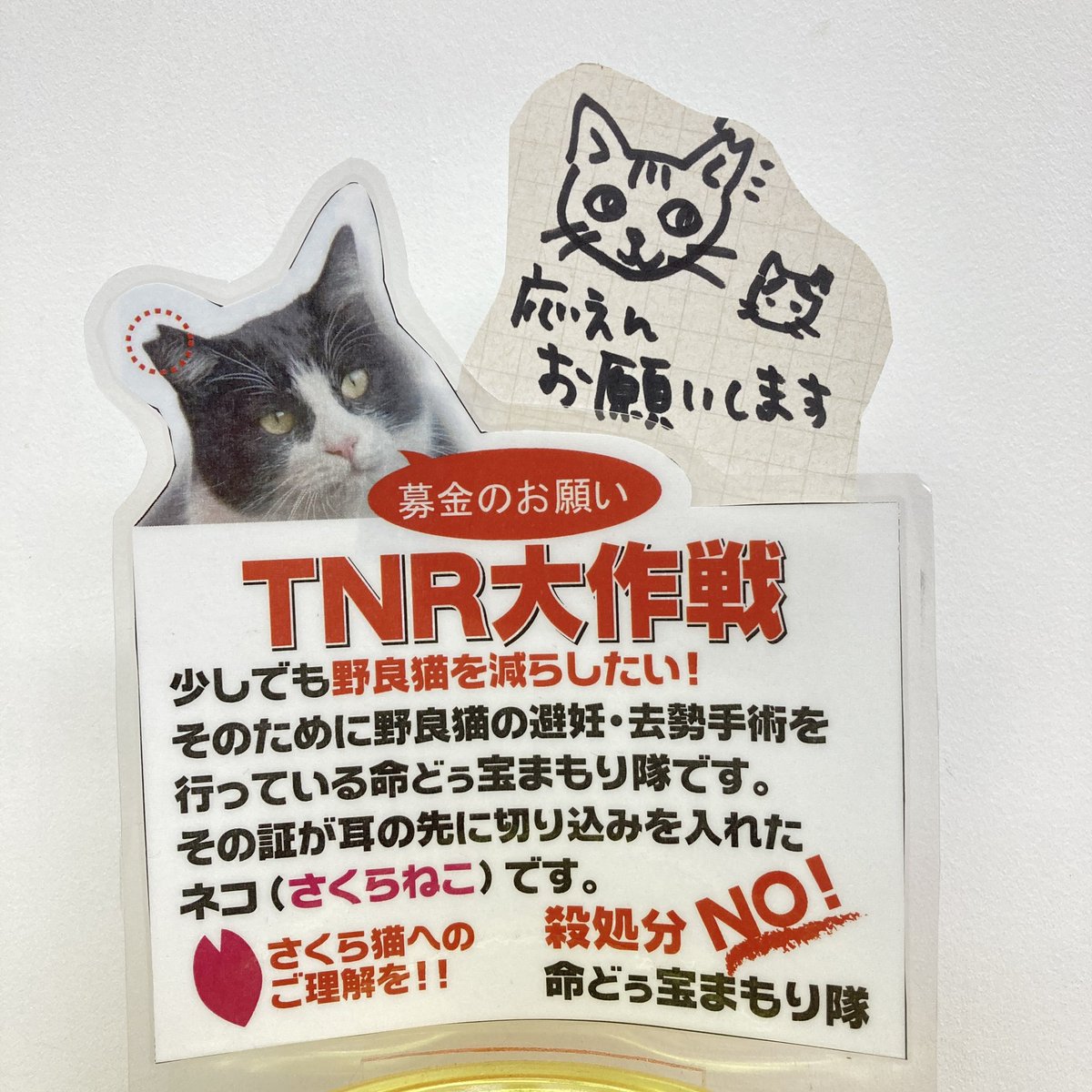 umineko_syouten's tweet photo. 糸満市場いとま〜るにて現在開催中の『さくらねこ・TNRパネル展』 9月4日(土)・5日(日)  10:00~16:00
パネル展のそばに海猫商店出現します😆

いとま〜るの皆さんからお声がけいただき二日間の出張海猫商店の売り上げの中から約2割を糸満の猫活グループ『命どぅ宝まもり隊』に寄附することに。

続く https://t.co/UEogBwM2Nb