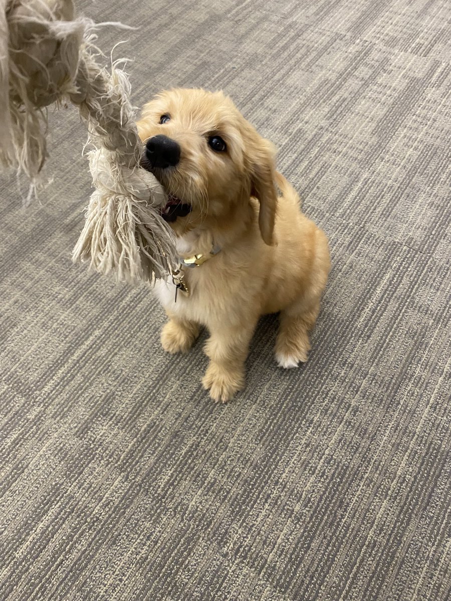 We get the cutest newsroom guest. 🐶 <a href="/KWCHAnna/">Anna Auld</a> puppy Murphy making her introduction to <a href="/KWCH12/">KWCH 12 News</a>.