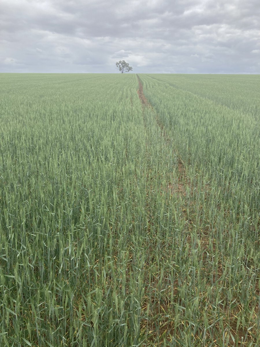 Michael Vaughan (@inchman007) on Twitter photo Crop tour winding down on a Friday afternoon, back through Biloela, saw a few crops north of town. Wheat, Barley & Chicks. Jambin area looking solid <a href="/ADMaustralia/">ADM Australia</a> Crop tour winding down on a Friday afternoon, back through Biloela, saw a few crops north of town. Wheat, Barley & Chicks. Jambin area looking solid <a href="/ADMaustralia/">ADM Australia</a>