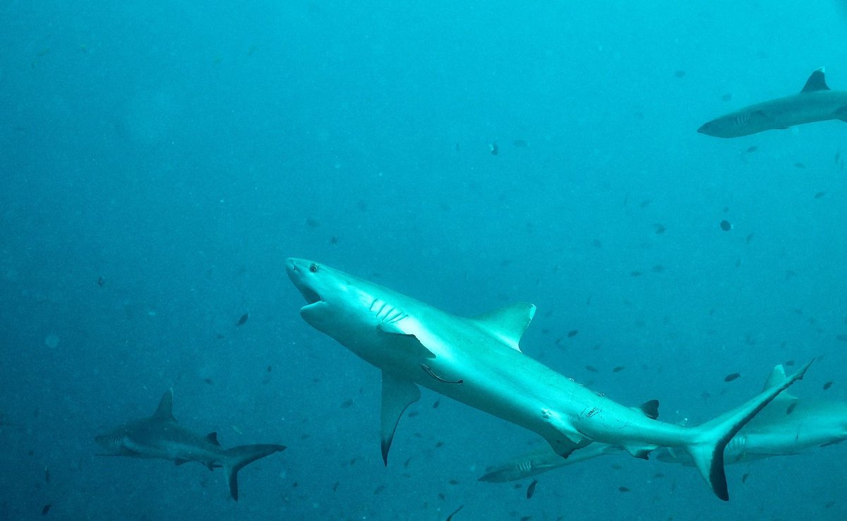 Maldives diaries. Shark morning routine. Getting their pearly whites primped up by cleaner wrasse. 

📸: @manojgupta_21 <a href="/mglightsncam/">MANOJ GUPTA</a> 
.
#Maldives #liveaboard #sharks #saveoursharksindia #sosindia #pelagic #planetscubaindia
#uwphotography #divelife #sharks #wrasse #visualsofearth