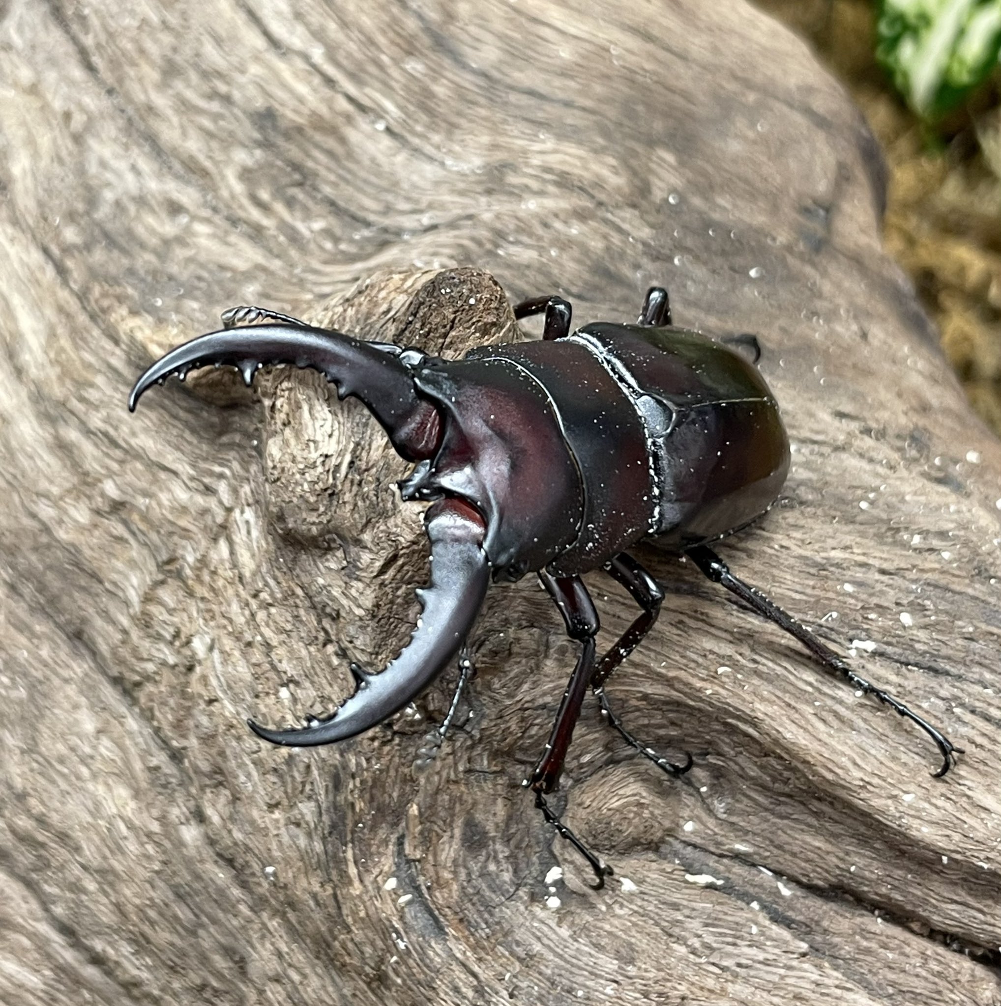 ランバージャック横浜店 A Twitter 飼育品クメジマノコギリ店頭にて販売中です 50mmupペア 55mmペアまで合計3ペア 3ペアとも去年入荷したwildから当店でブリードした個体です 累代の浅いペアを探していた方などにもおすすめです ご興味のある方はお