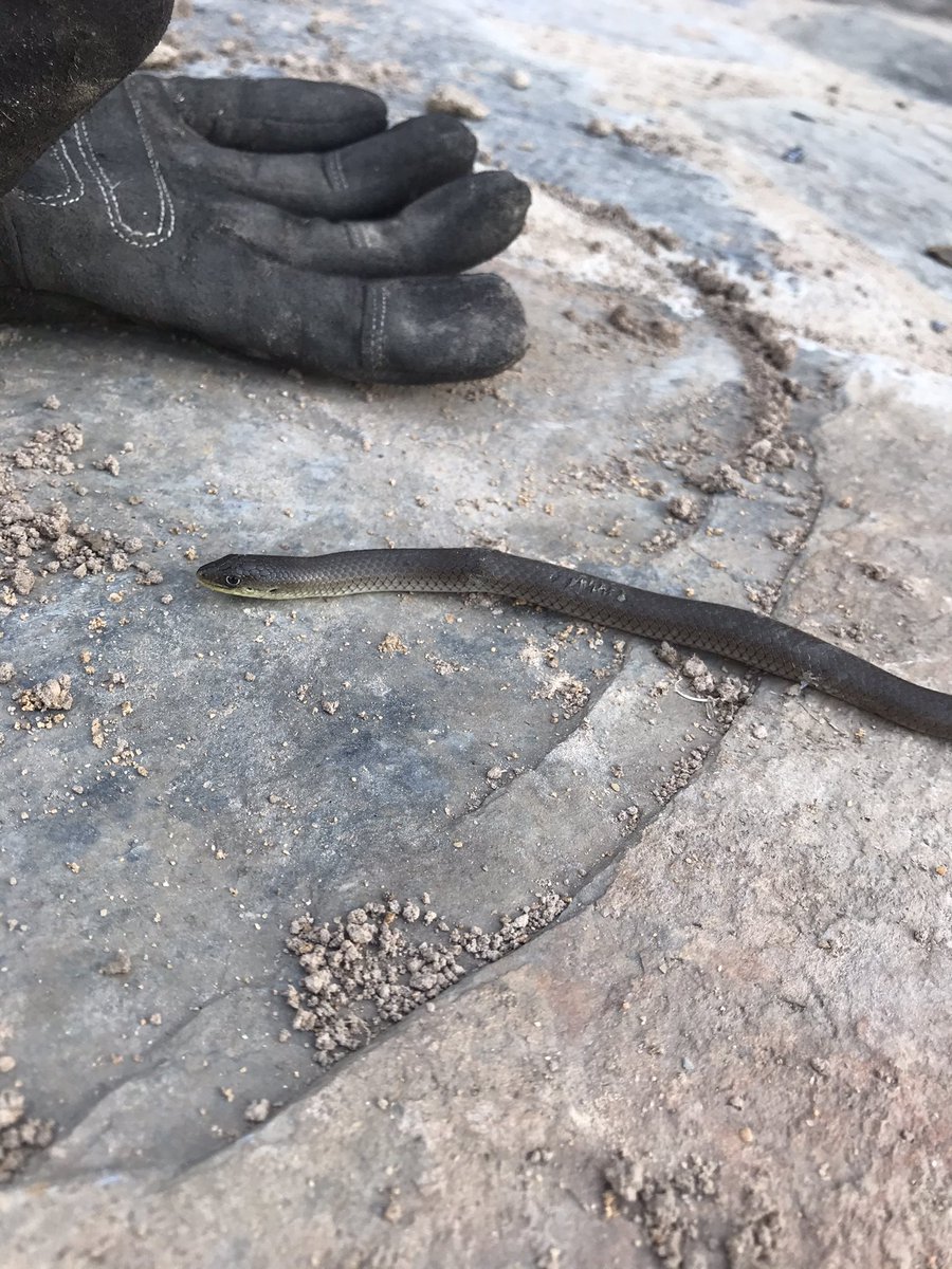 tweet-brain: is this an olive legless lizard or baby brown snake?