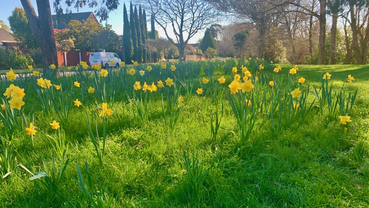alanhsmith's tweet photo. Looking for some beauty in this train-wreck of a world right now? I've got your back. Things I saw on my walk today - all within 1km of my house! So lucky to live here.
#COVID19nz #lockdownnz #Level3Lockdown #nature #springtime #Ōtautahi https://t.co/xv4fPvGBT4