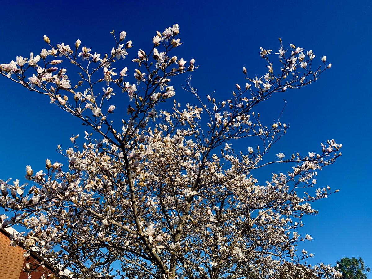 alanhsmith's tweet photo. Looking for some beauty in this train-wreck of a world right now? I've got your back. Things I saw on my walk today - all within 1km of my house! So lucky to live here.
#COVID19nz #lockdownnz #Level3Lockdown #nature #springtime #Ōtautahi https://t.co/xv4fPvGBT4