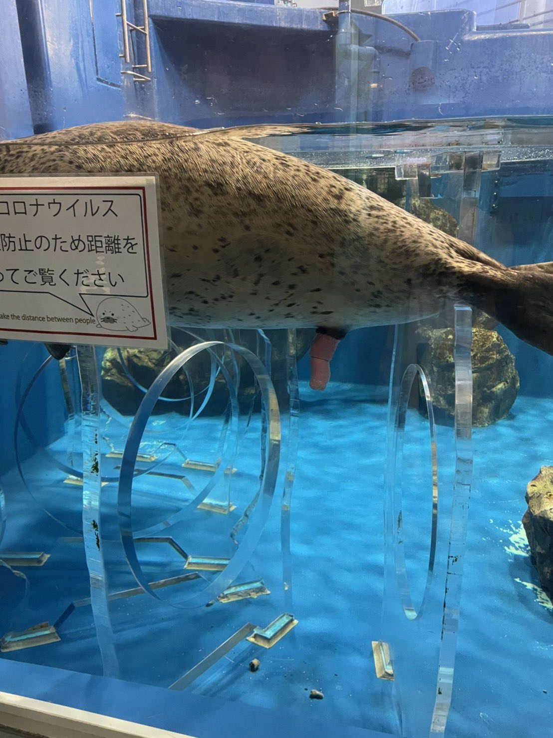 のとじま水族館 公式 春から夏にかけて 自分の子孫を残すために繁殖期を迎え 交尾をするいきものはたくさんいます そこで今日は ゴマフアザラシのペニス出しという珍しい動画をご紹介したいと思います 苦手な方はご注意ください Lt Gt
