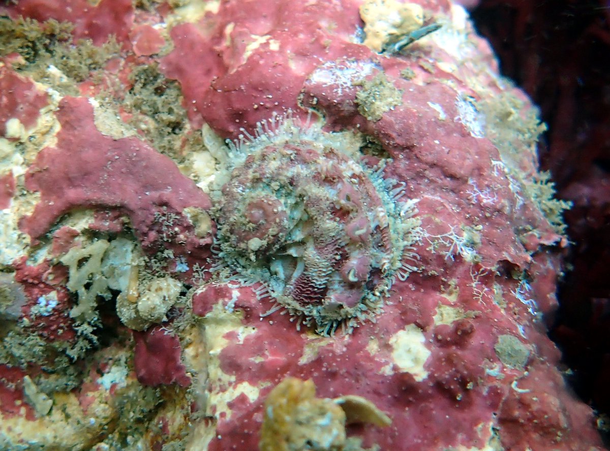 Haliotis scalaris or staircase/ridged ear abalone. This species is one of a special cadre of south coast Australian endemics, found nowhere else in the world. It has gorgeous sculpture on the exterior shell surface. 1.5 cm. Photographed at Point Peron, Perth, Western Australia