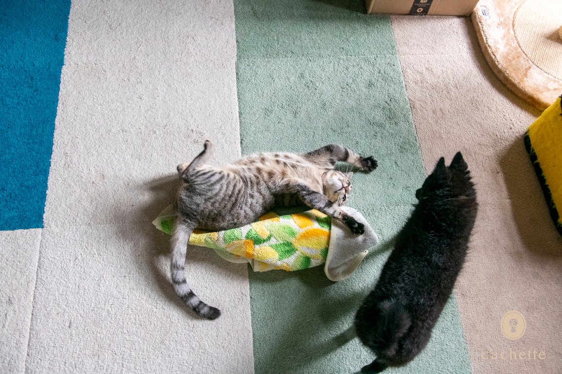 cachette_pet's tweet photo. 【Contributor's column🐱🐶】
#フランス 在住のフォトグラファー #吉田パンダさん と #スキちゃん の記事が更新されました🐾
いつもの日常とご近所ネコ🐕
https://t.co/uekZoywMn2
#cachettepet #ContributorsColumn #lifestyle #サバトラ #スキッパーキ https://t.co/7fgrCkFrU2